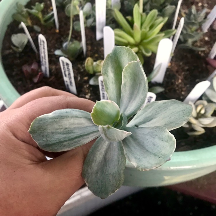 Plant image Echeveria Decora