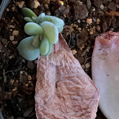 xGraptoveria Laui Pink