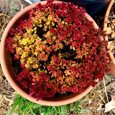 Crassula Radicans