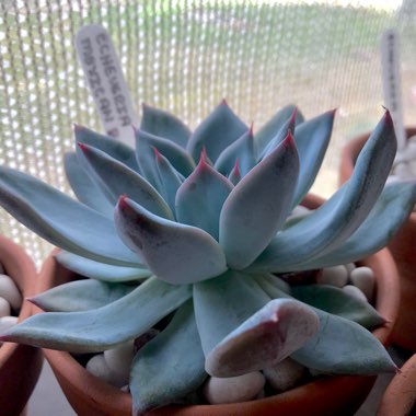 Echeveria Mexican Blush