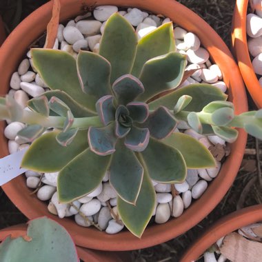 Echeveria Jules