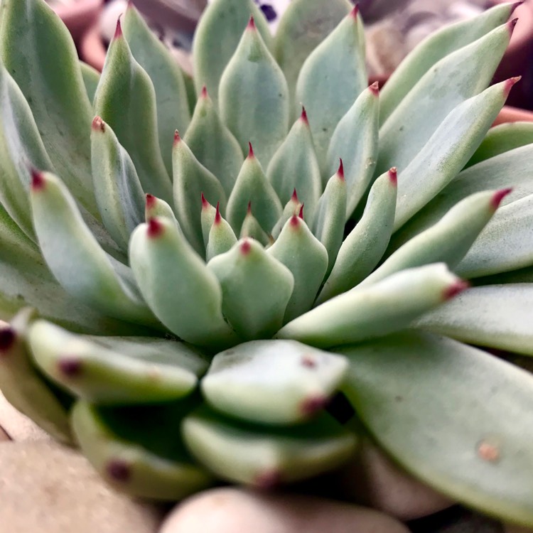 Plant image Echeveria Cuspidata var. Zaragozae