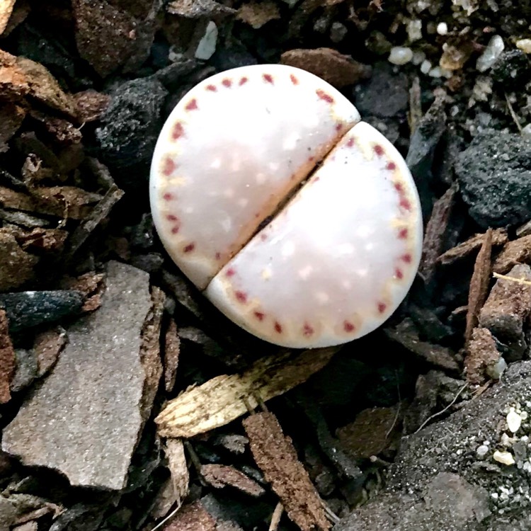 Plant image Lithops Julii Fulleri C378