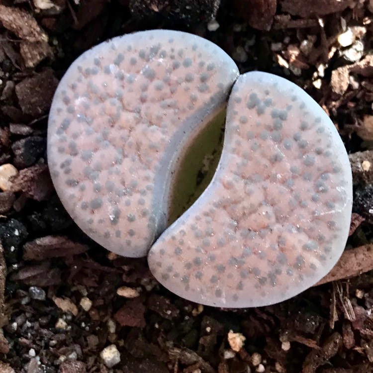 Plant image Lithops Fulviceps Lydiae C219