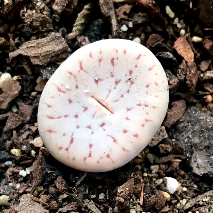 Plant image Lithops Werneri C188