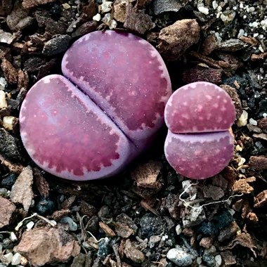 Lithops Salicola Bacchus