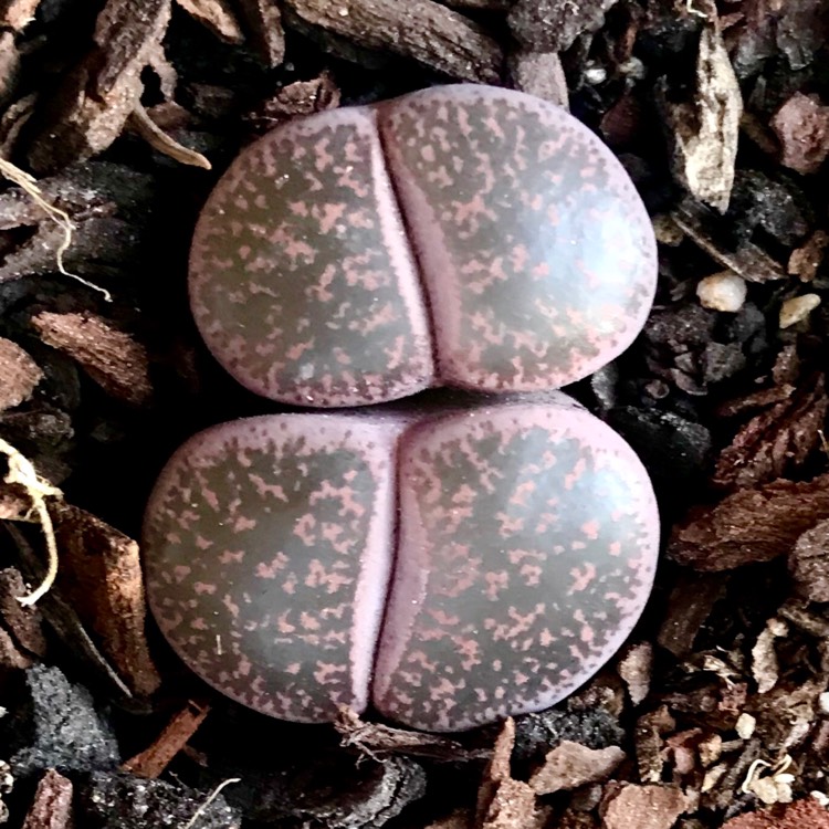 Plant image Lithops Lesliei Rubro Brunner C017