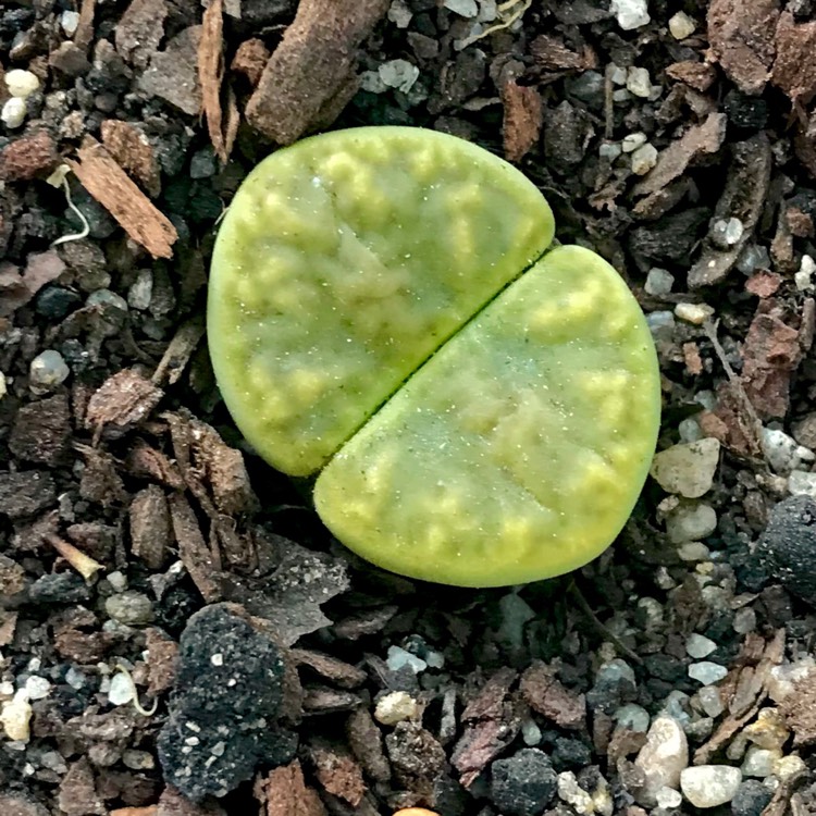 Plant image Lithops Bromfieldii var. Sulphurea C362