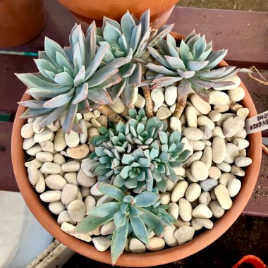 Echeveria Cleone