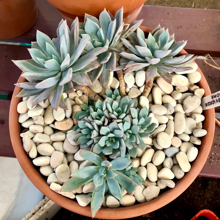 Plant image Echeveria Cleone