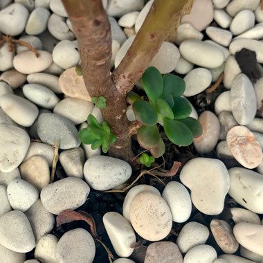 Echeveria Skinneri