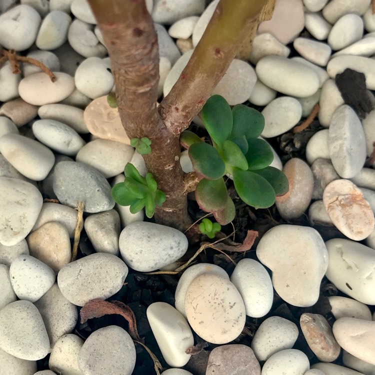 Plant image Echeveria Skinneri