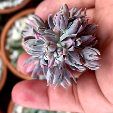 Echeveria Racemosa var. Racemosa