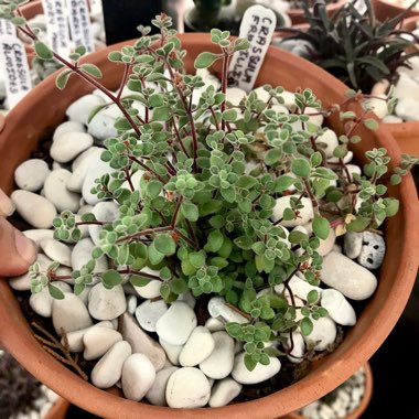 Crassula expansa subsp. fragilis