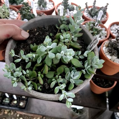 Cotyledon pendens