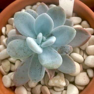 xGraptoveria Snow Peach