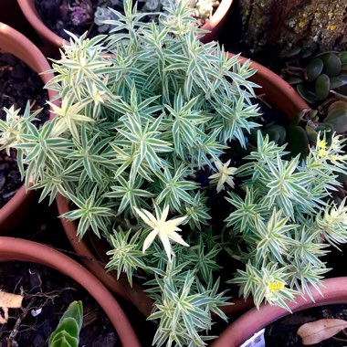 Sedum Lineare 'Variegatum'