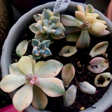 Graptopetalum Mendozae Variegata