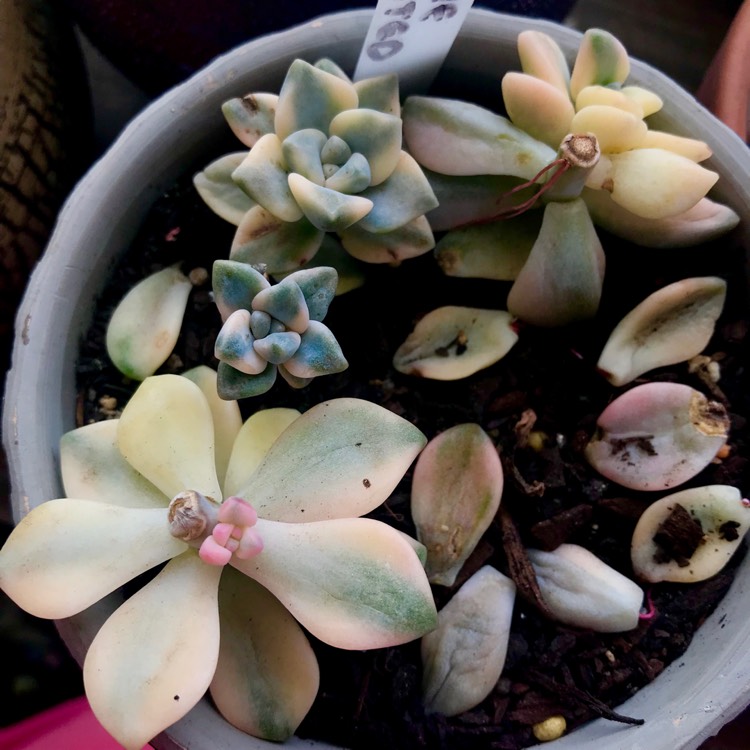 Plant image Graptopetalum Mendozae Variegata