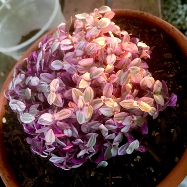 Tradescantia Minima Variegata