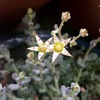 Graptopetalum Pachyphyllum