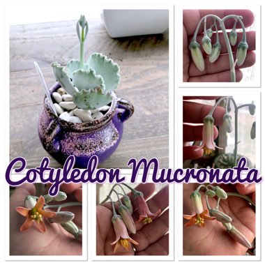 Cotyledon Mucronata