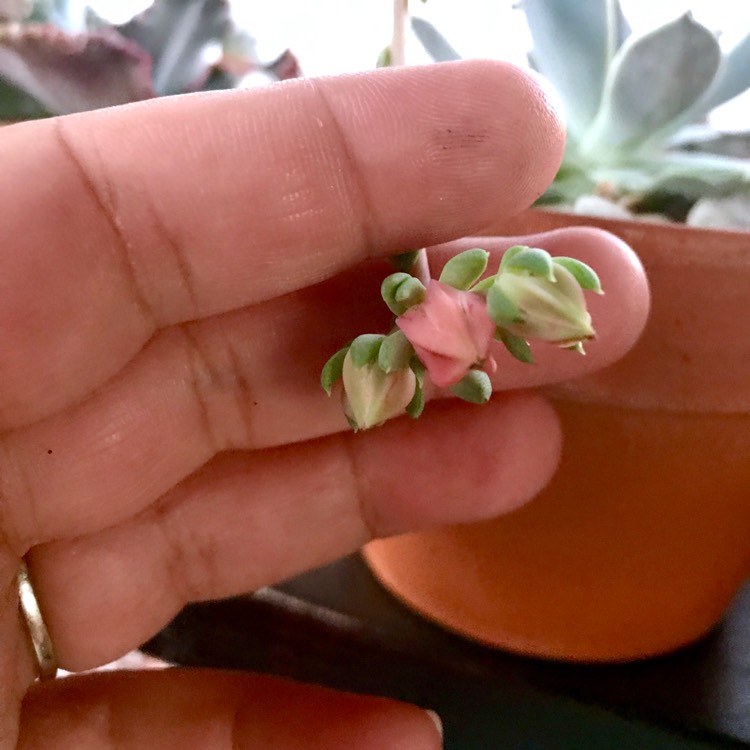 Plant image Echeveria Bella Rouge