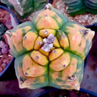 Astrophytum Myriostigma cv. Fukuryu Hekrikan x cv. Kikko Koyo