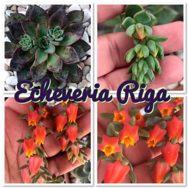 Echeveria Riga