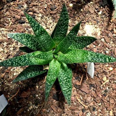 x Gasteraloe beguinii