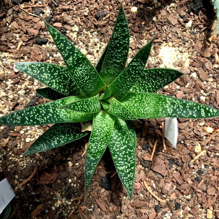 Plant image x Gasteraloe beguinii