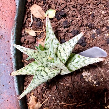 Aloe Wunderkind