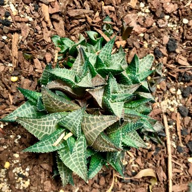 Haworthia Venosa ssp. Tessllata