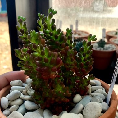 Sedum Rubrotinctum Dwarf 