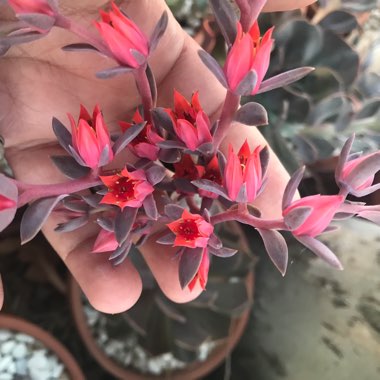 Echeveria Linda Jean