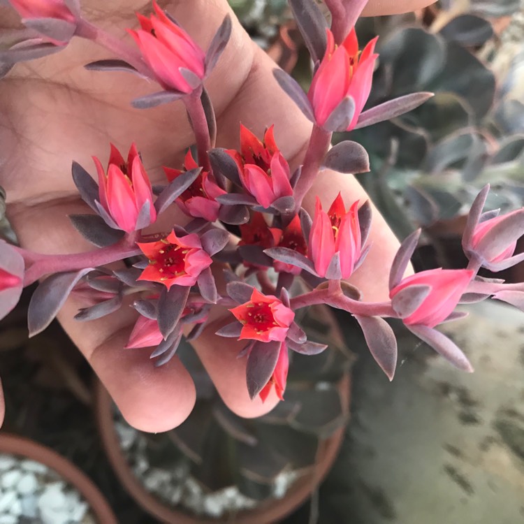 Plant image Echeveria Linda Jean