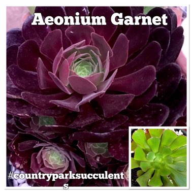 Aeonium Garnet