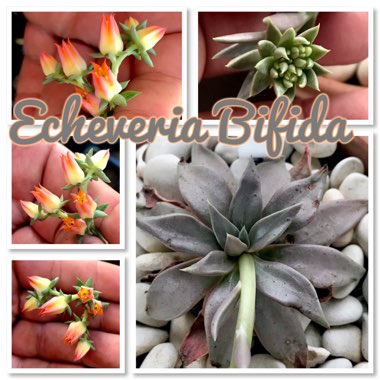 Echeveria Bifida