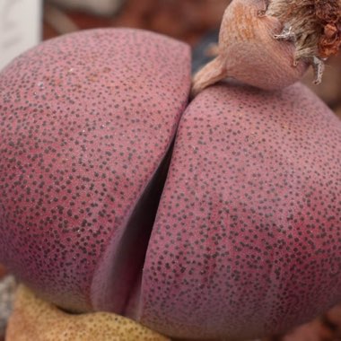 Pleiospilos nelii 'Royal Flush'