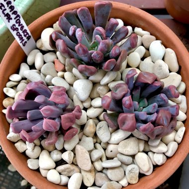 xGraptoveria Topsy Debbi