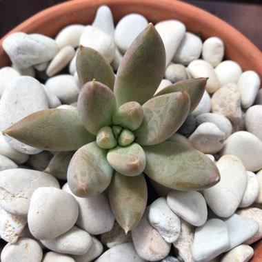 Echeveria Tolimanensis