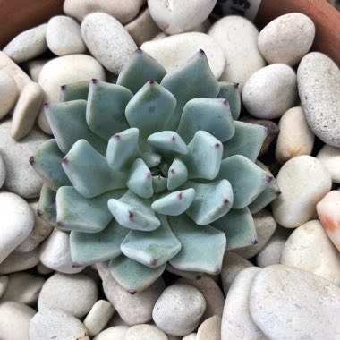 Echeveria Cuspidata var. Zaragozae