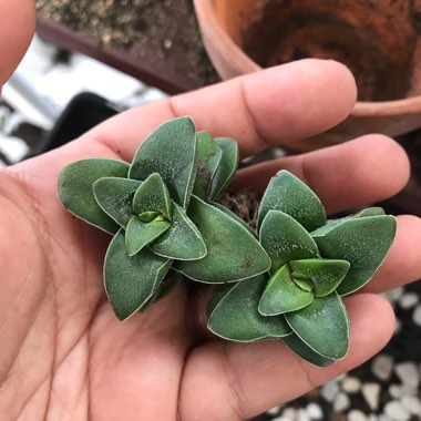 Crassula Walmsley Blue