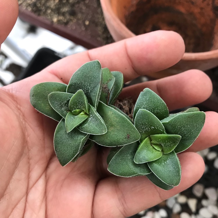 Plant image Crassula Walmsley Blue