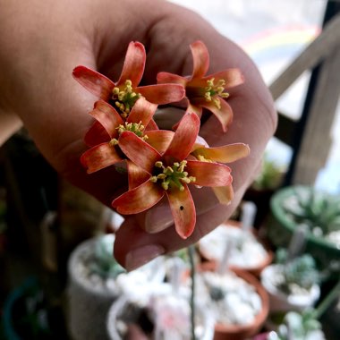 Cotyledon Mucronata