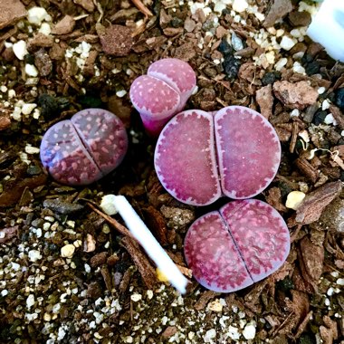 Lithops Salicola Bacchus