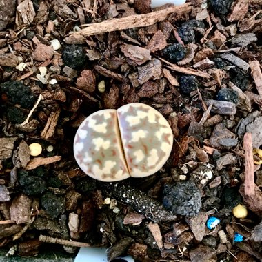 Lithops Dorotheae C300