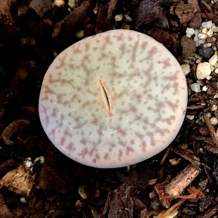 Plant image Lithops Pseudotruncatella Elizabethae