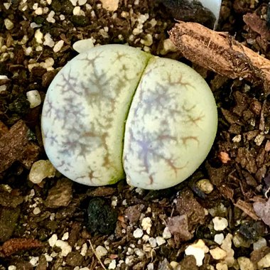 Lithops Werneri C188