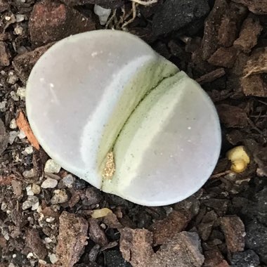 Lithops Viridis